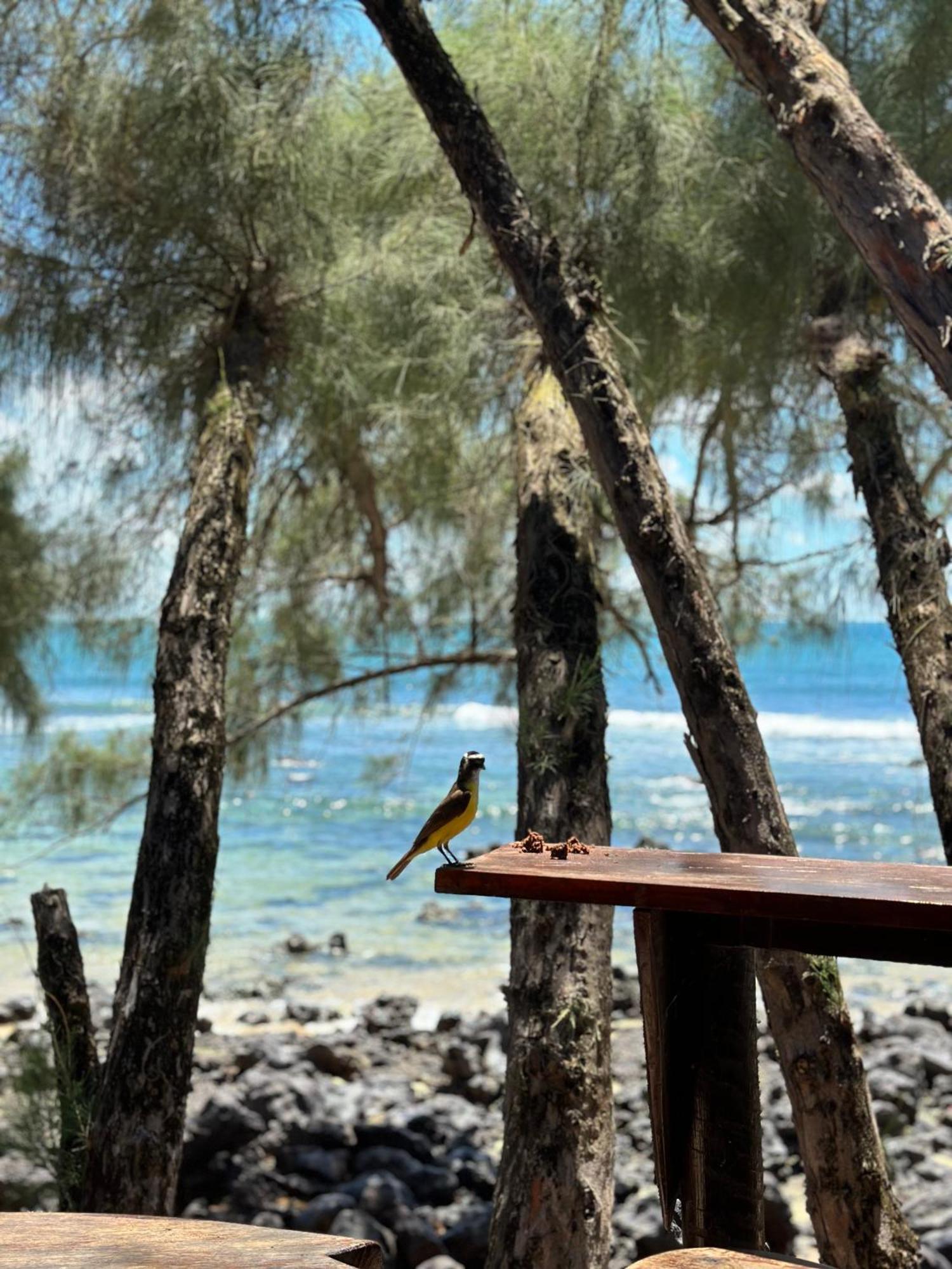 Pousada Paraiso Das Tartarugas Praia de Pipa Екстериор снимка